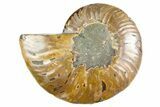 Cut & Polished Ammonite Fossil (Half) - Deep Crystal Pockets #345995-1